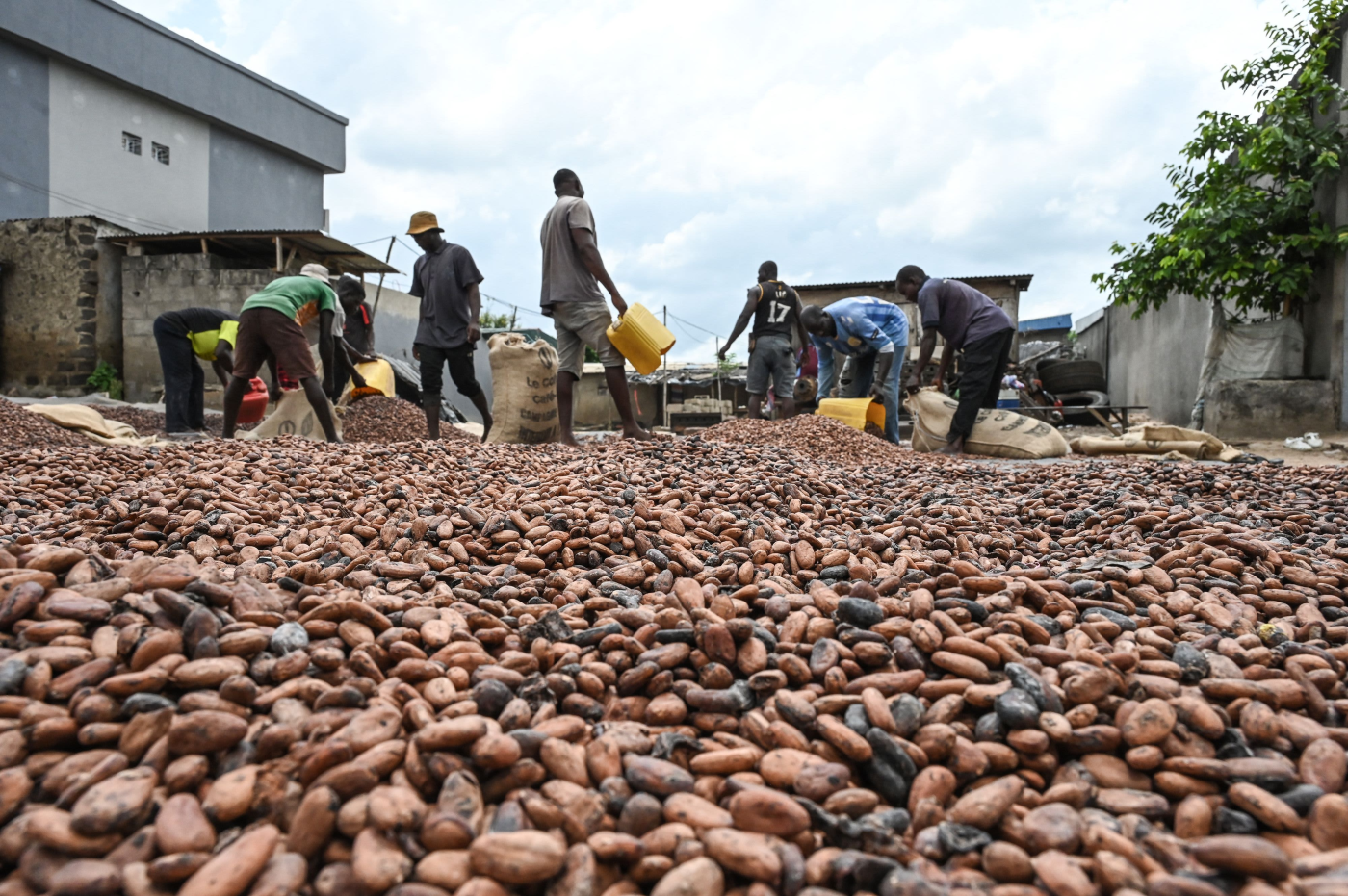 El Niño's 'sweet tooth' means indulgent treats could soon be even more expensive