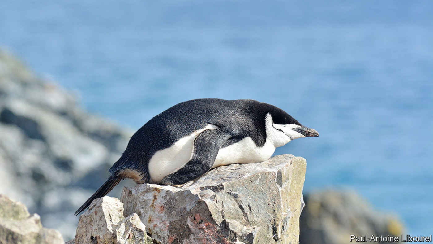 Why chinstrap penguins sleep thousands of times a day