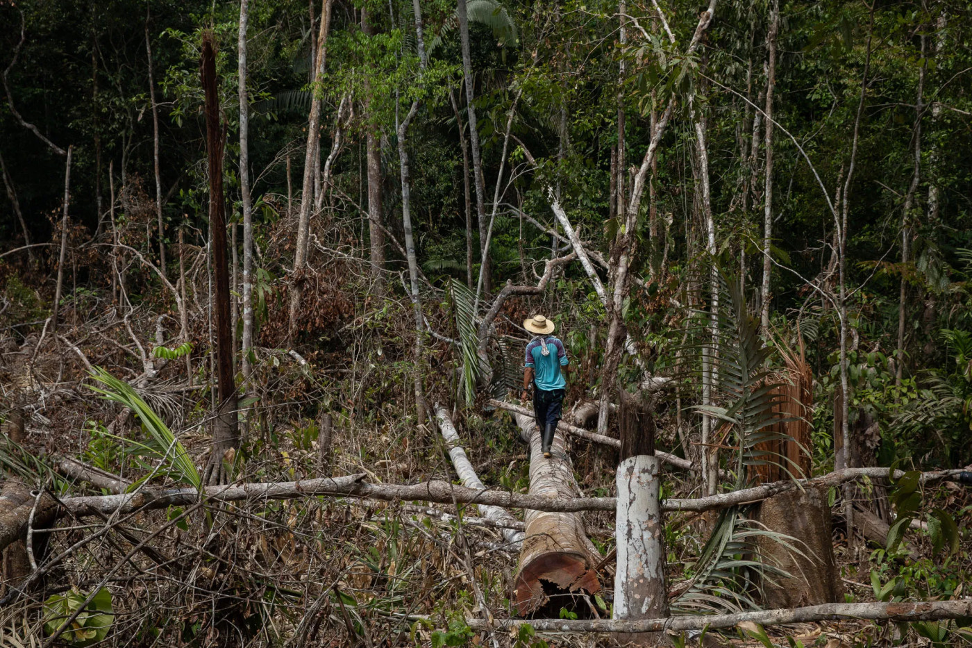 The secret to Colombia’s drop in deforestation? Armed groups