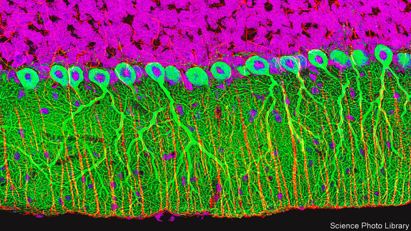 Scientists have published an atlas of the brain