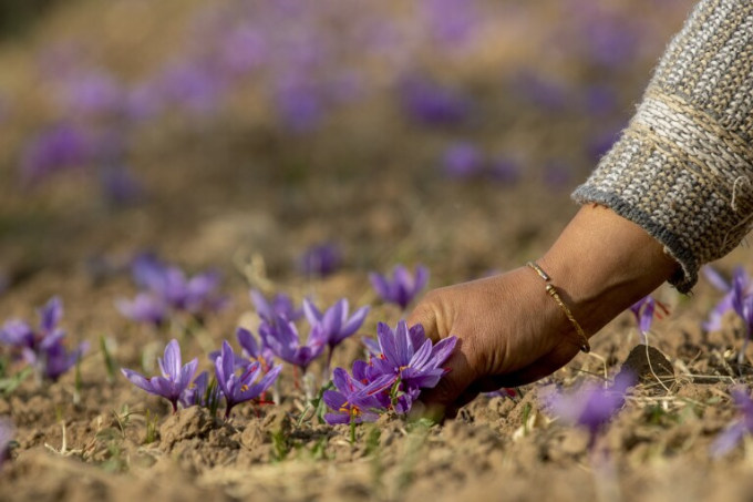 The color purple: It’s a new movie and an old hue that’s rich in meaning and history