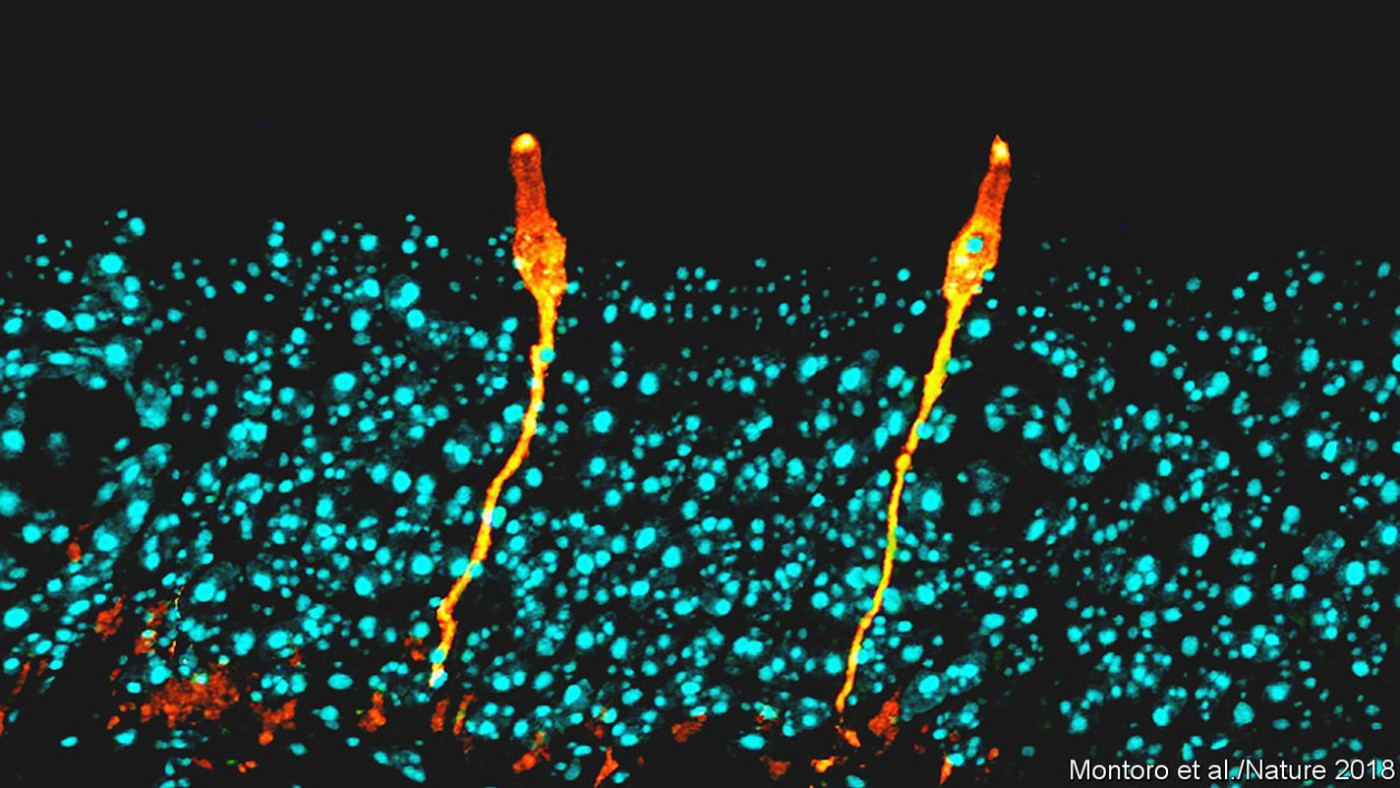 A cartography of human histology is in the making