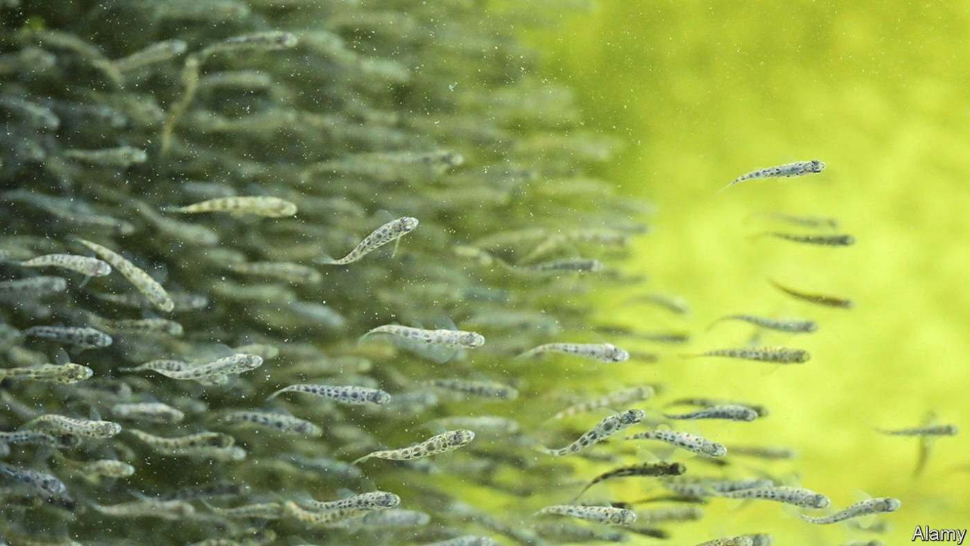 The future of fish farming is on land