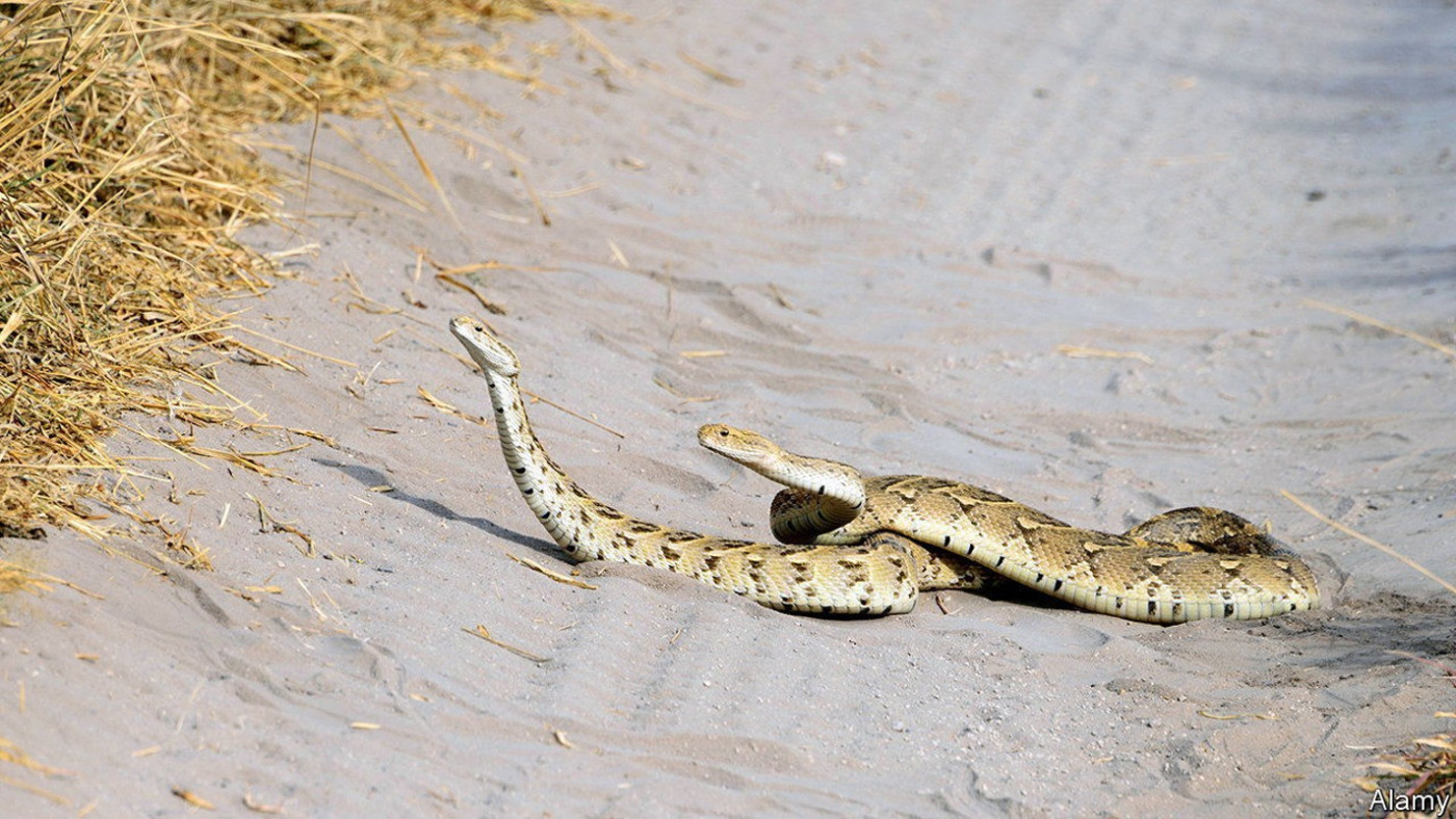 A study of ophidian clitorises suggests snakes are highly sexed