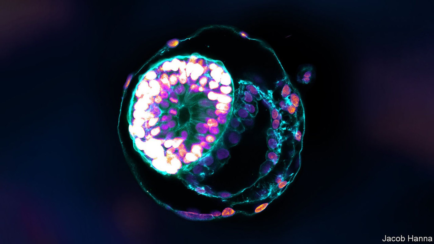 Lab-grown models of embryos increasingly resemble the real thing