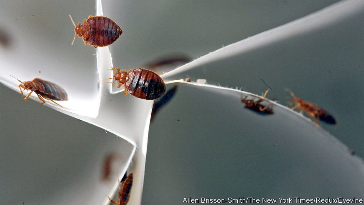 It’s not just Paris. Bedbugs are resurgent everywhere