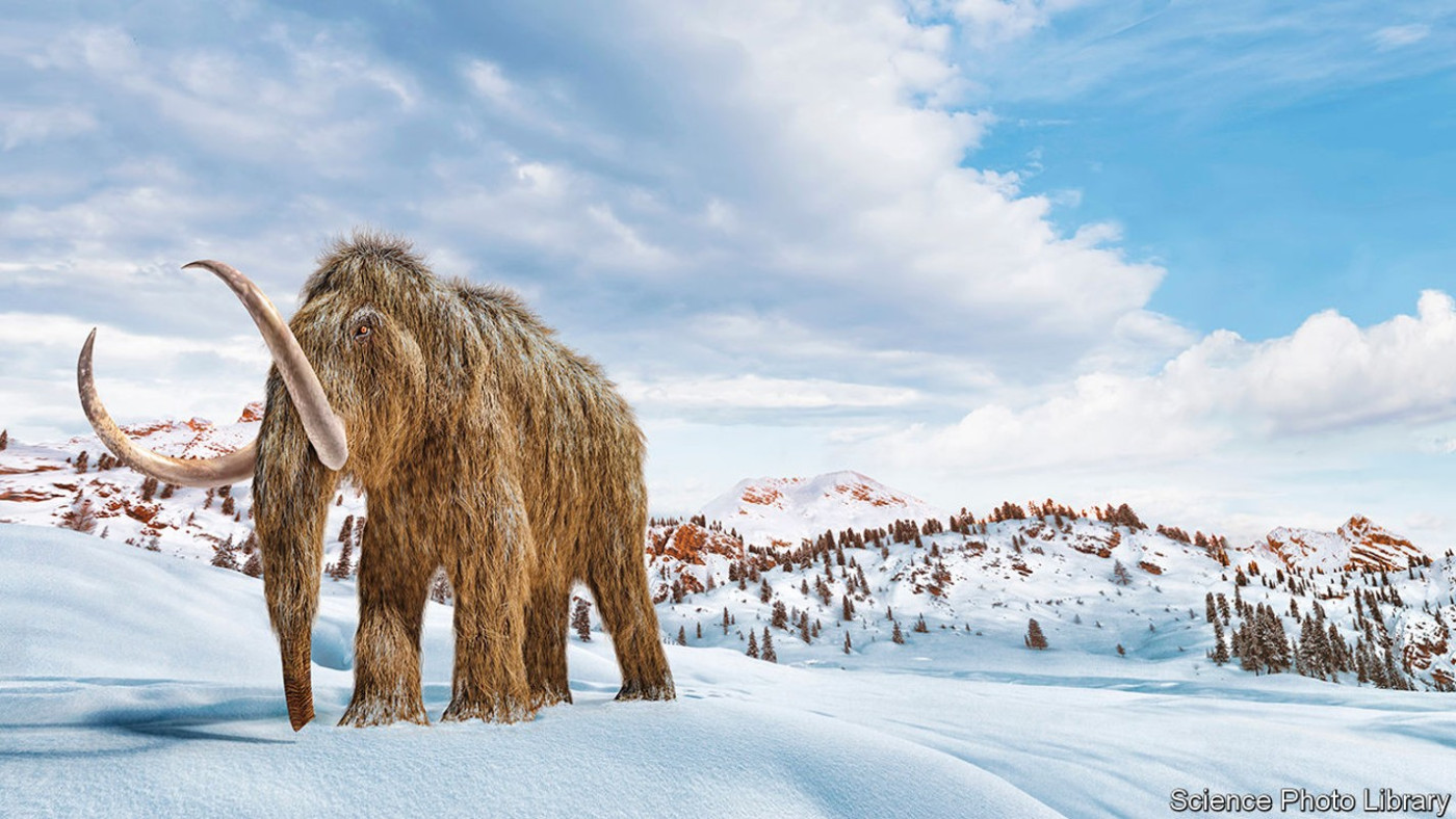 A Belgian company wants to create woolly-mammoth burgers