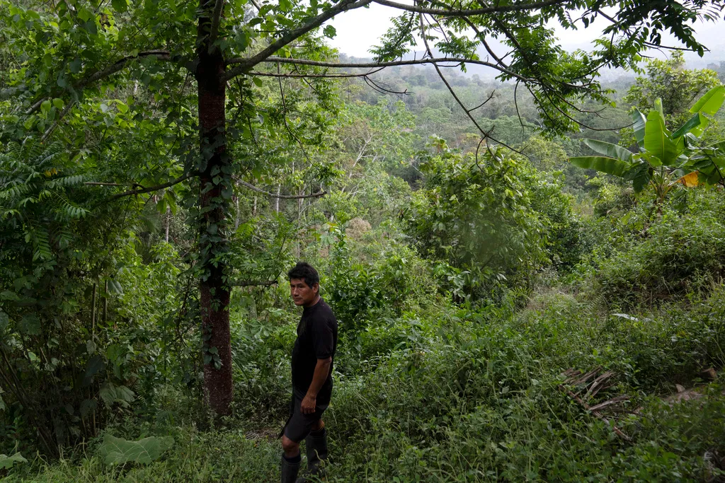 Can planting trees really help fight climate change?