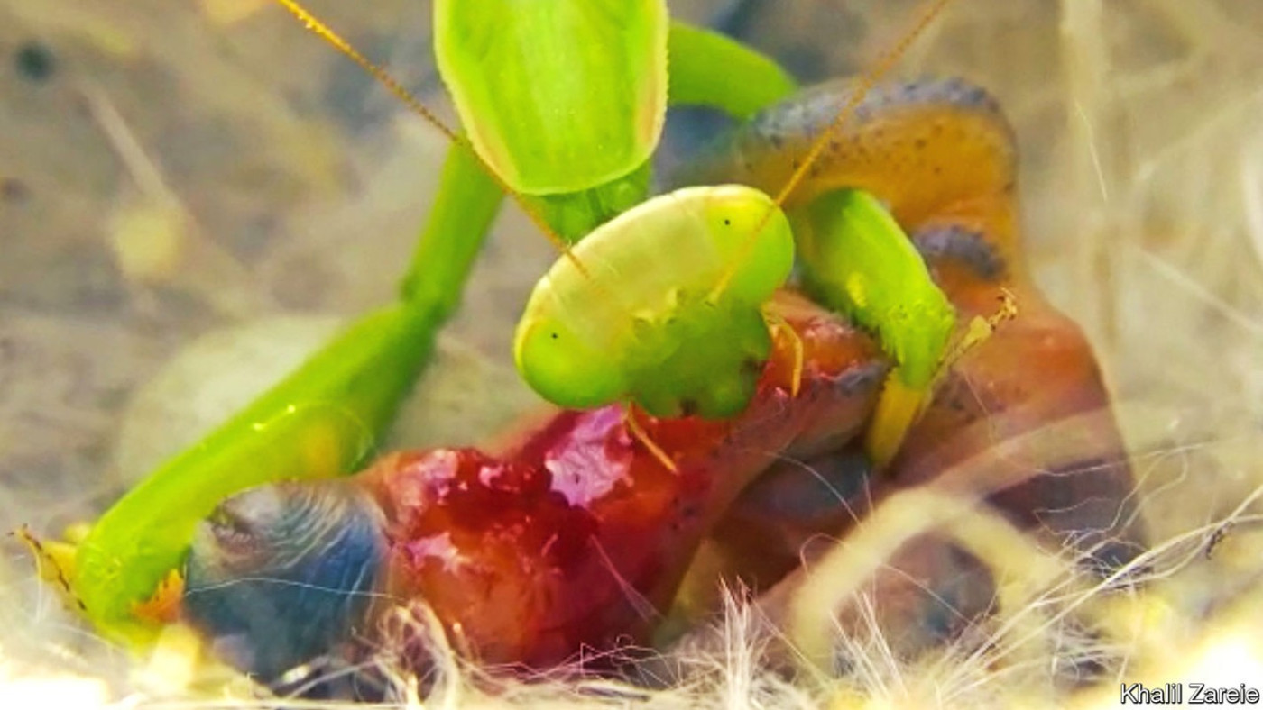 A praying mantis attacks a nestling