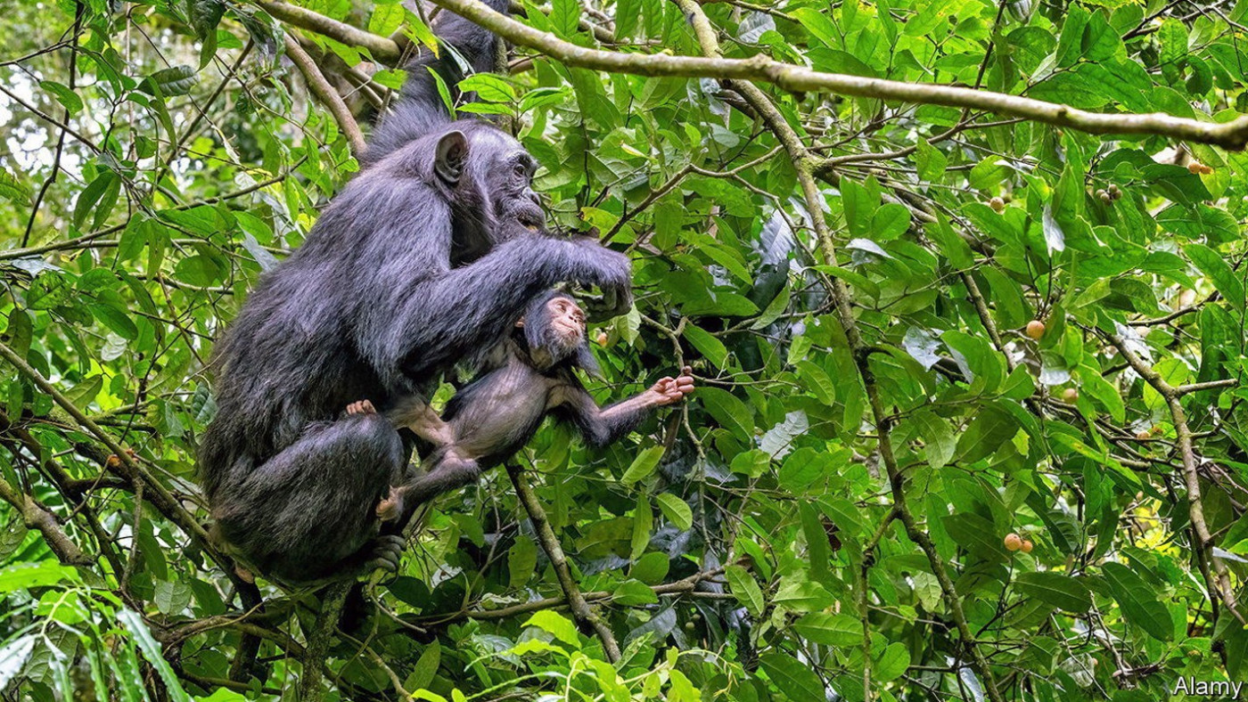 Animals can be tracked by simply swabbing leaves