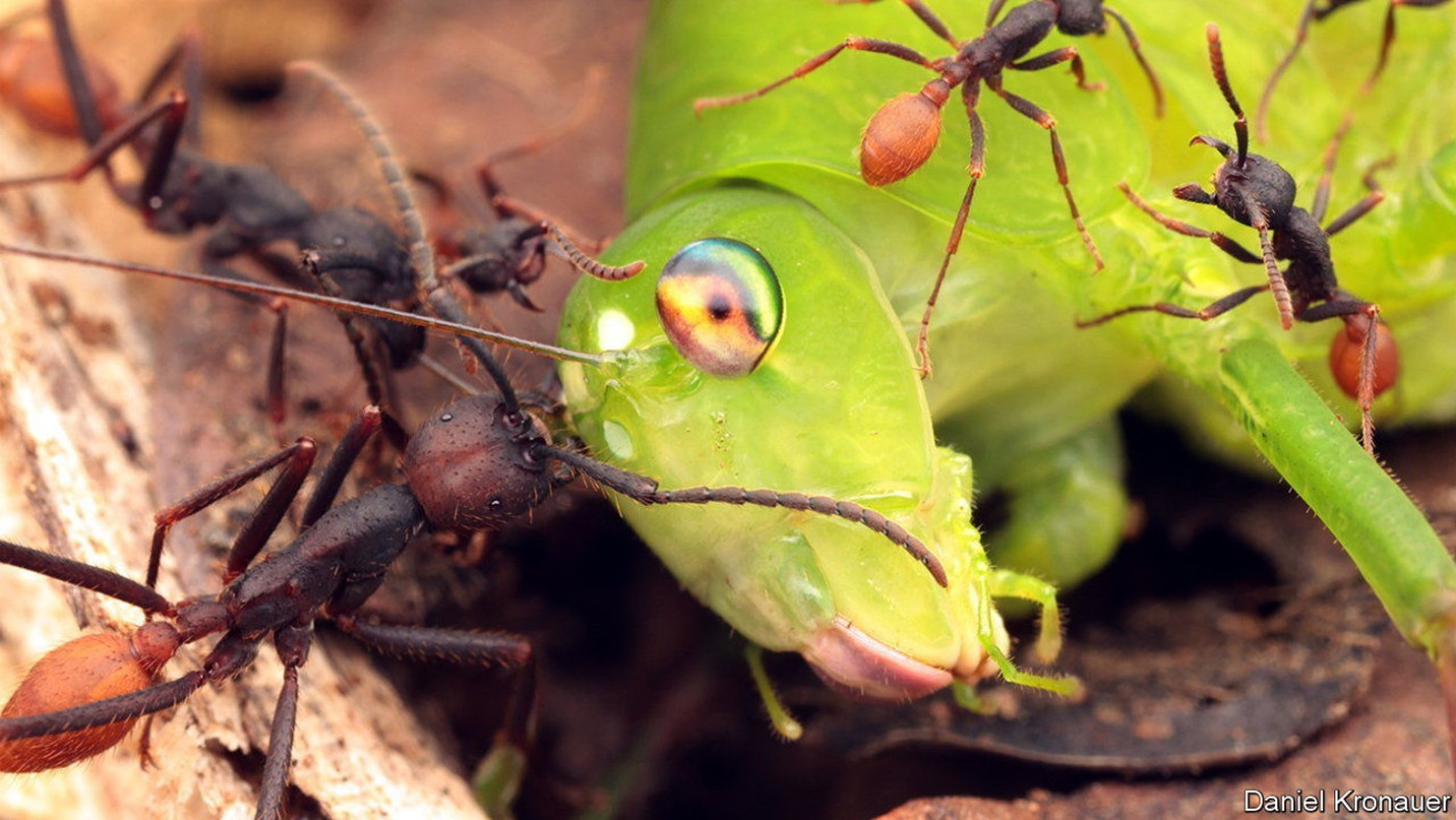 Like human armies, army ants trail crowds of hangers-on