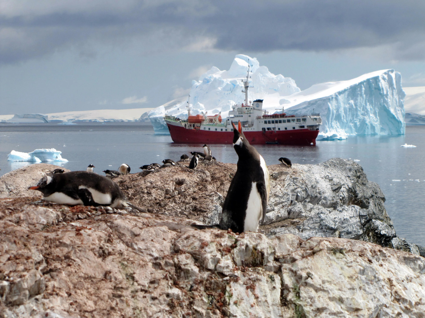 Warming decimates Antarctica’s emperor penguin chicks