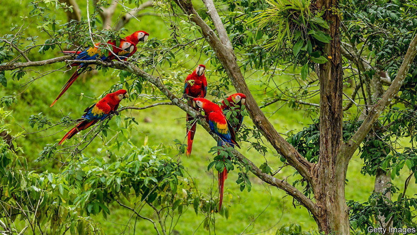 AI can catalogue a forest’s inhabitants simply by listening