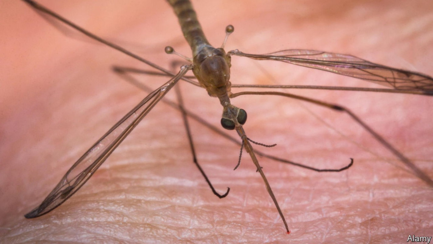 Mosquitoes, wasps and parasitic worms could help make injections less painful