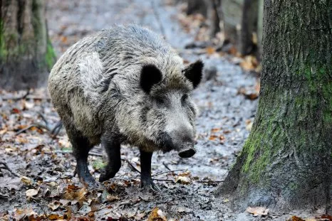 Fact Check: Did Boar Ambush Russian Saboteurs Near Chernobyl Nuclear Plant?