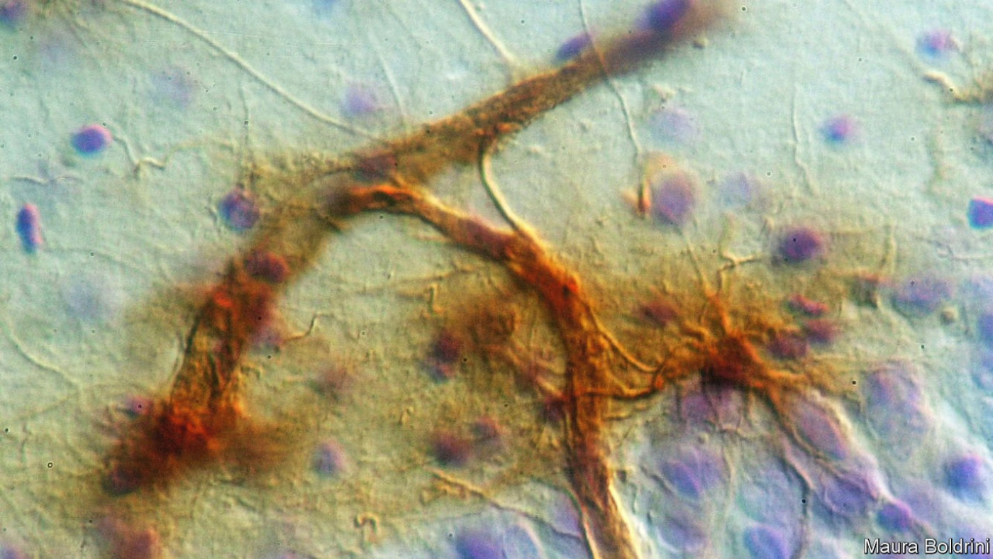 Could newborn neurons reverse Alzheimer’s?