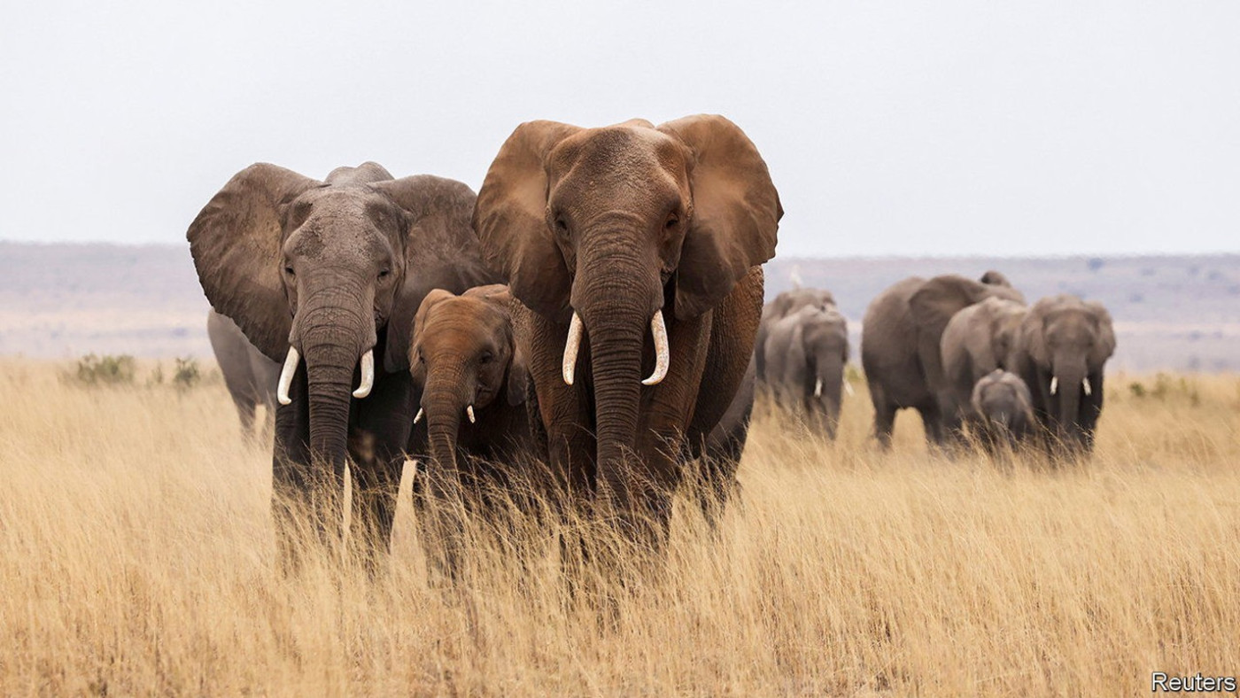 What causes elephant poaching?