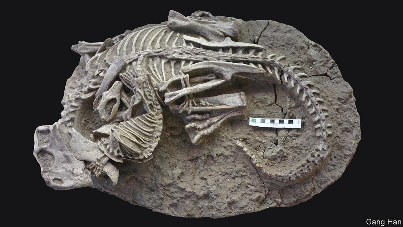 A spectacular new fossil shows a mammal making a meal of a dinosaur