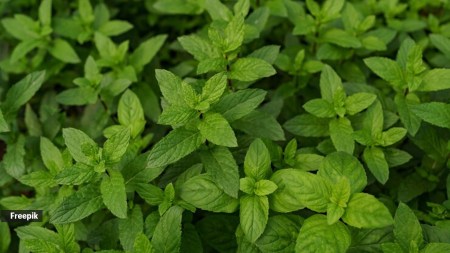 Nutrition alert: Here’s what a 100-gram serving of peppermint leaves contains