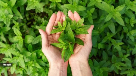 Nutrition alert: Here’s what a 100-gram serving of tulsi contains