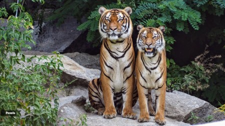 Pench Tiger Reserve becomes India’s first Dark Sky Park; here’s what that means