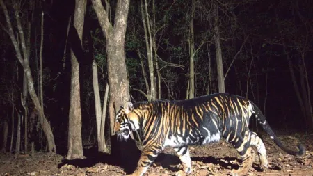 Know all about the world’s first melanistic tiger safari in Odisha