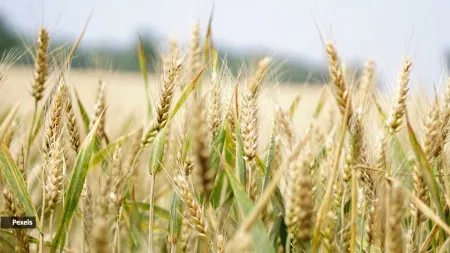 Nutrition alert: Here’s what a 100-gram serving of wheat contains