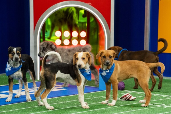 ‘Puppy Bowl’ celebrates a big anniversary this year, one that shelter and rescue pups will cheer