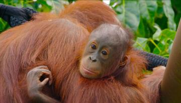 Auckland Zookeepers take conservation efforts worldwide in new series