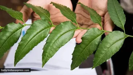 Nutrition alert: Here’s what a 100-gram serving of neem contains