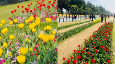 The Earth laughs in flowers: tulips sparkle at the annual Delhi Tulip Festival