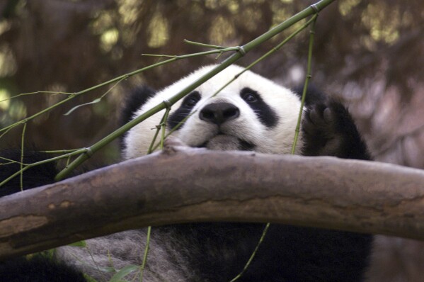 China plans to send San Diego Zoo more pandas this year, reigniting its panda diplomacy