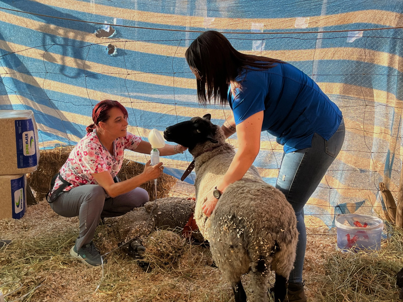 ‘Part of the family’: Chilean wildfire victims hold out hope for lost pets