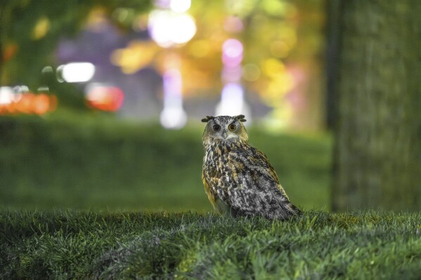 Celebrity owl Flaco dies a year after becoming beloved by New York City for zoo escape