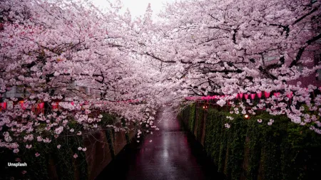 Your ultimate guide to cherry blossom season — Sakura — in Japan