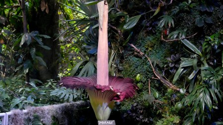 Visitors line up to see and smell a corpse flower’s stinking bloom in San Francisco