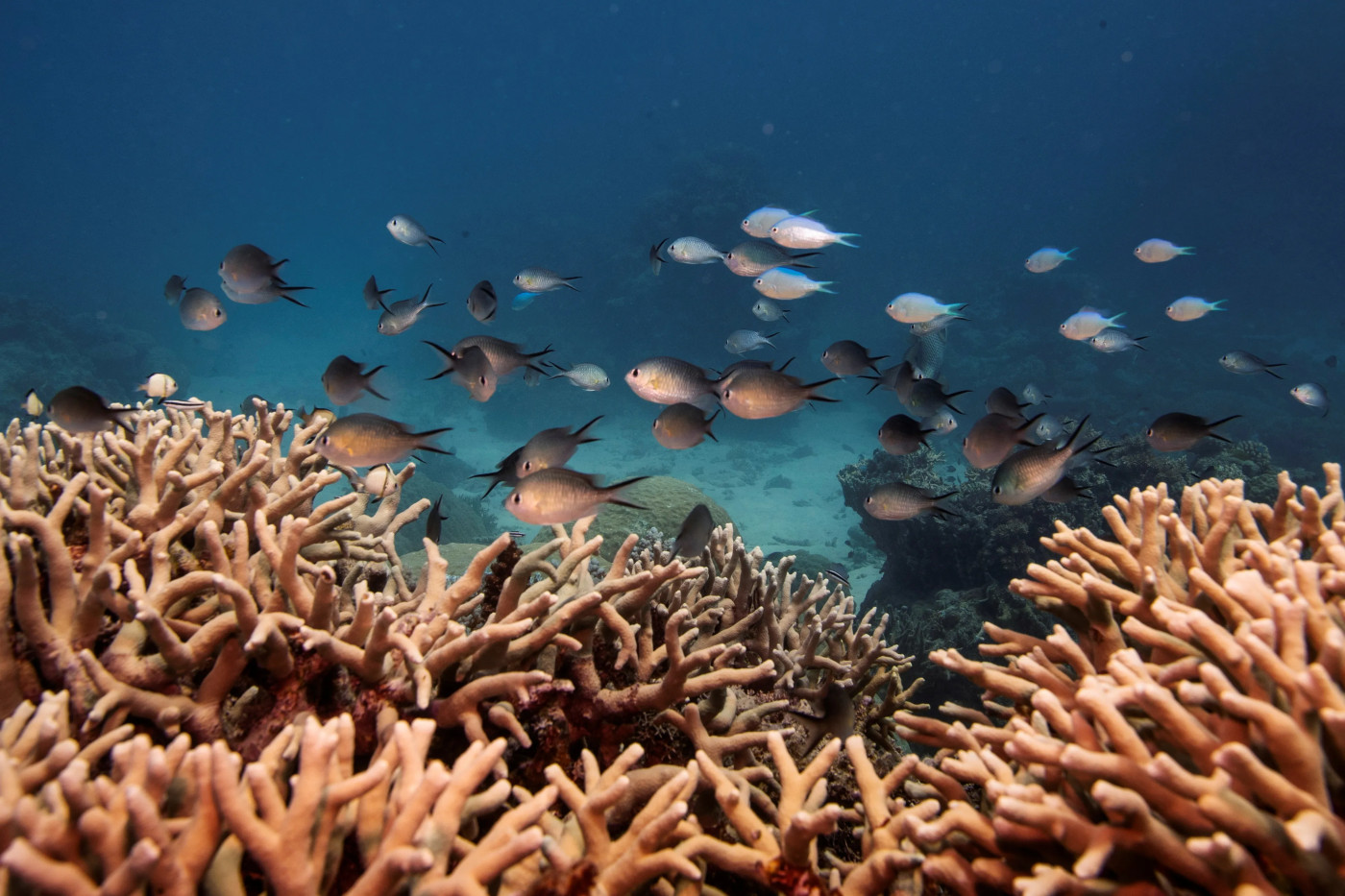 Australia’s Great Barrier Reef hit by mass coral bleaching