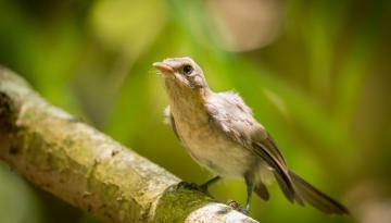 Tiny chick rescue offers hope for endangered bird species