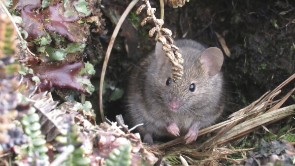 A warming island’s mice are breeding out of control and eating seabirds. An extermination is planned