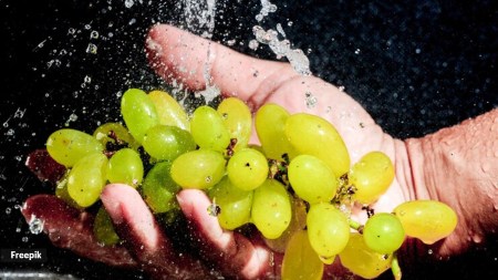 Bacteria lurking? How to wash and store grapes for safe snacking