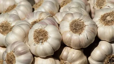 Nutrition alert: Here’s what a 100-gram serving of garlic contains