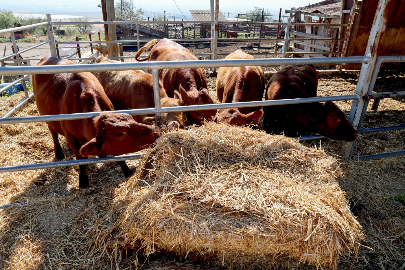 What do Texan red heifers have to do with Al-Aqsa and a Jewish temple?