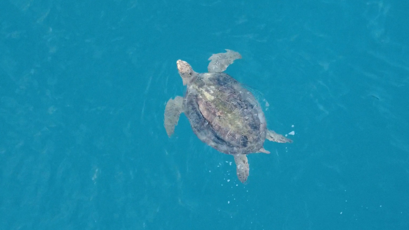 Turtles swimming to extinction in Malaysia as male hatchlings feel heat