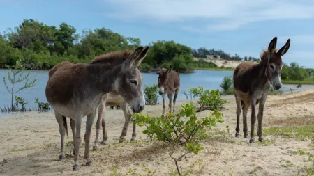 Gujarat man sells donkey milk at ₹5,000 a litre: We ask experts if it is healthy to drink it