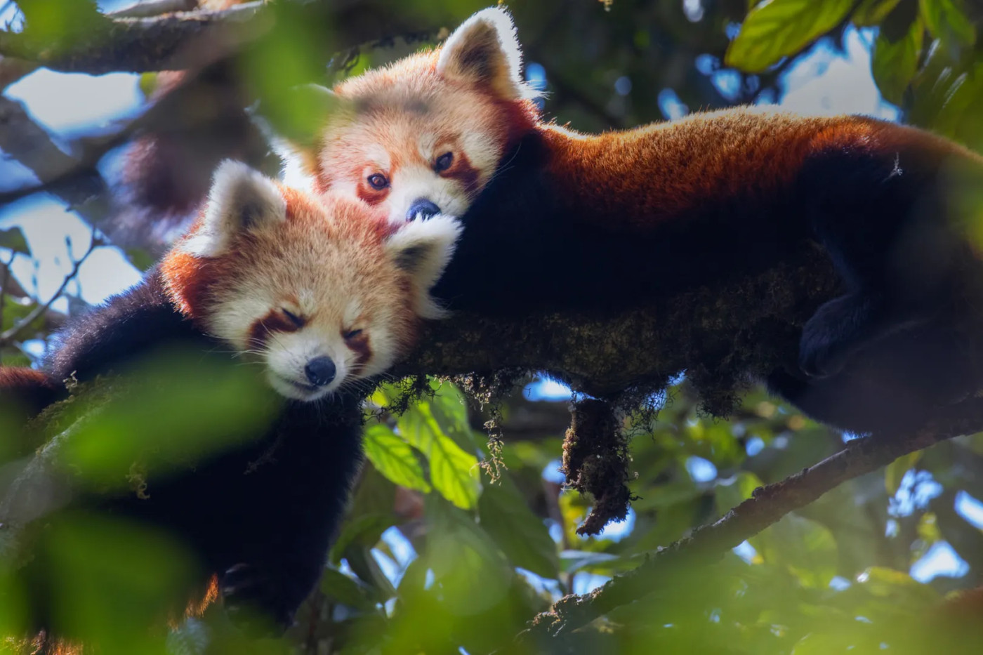 How India is racing against time to save the endangered red panda