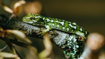 Auckland Zoo staff share their connections to nature this Matariki