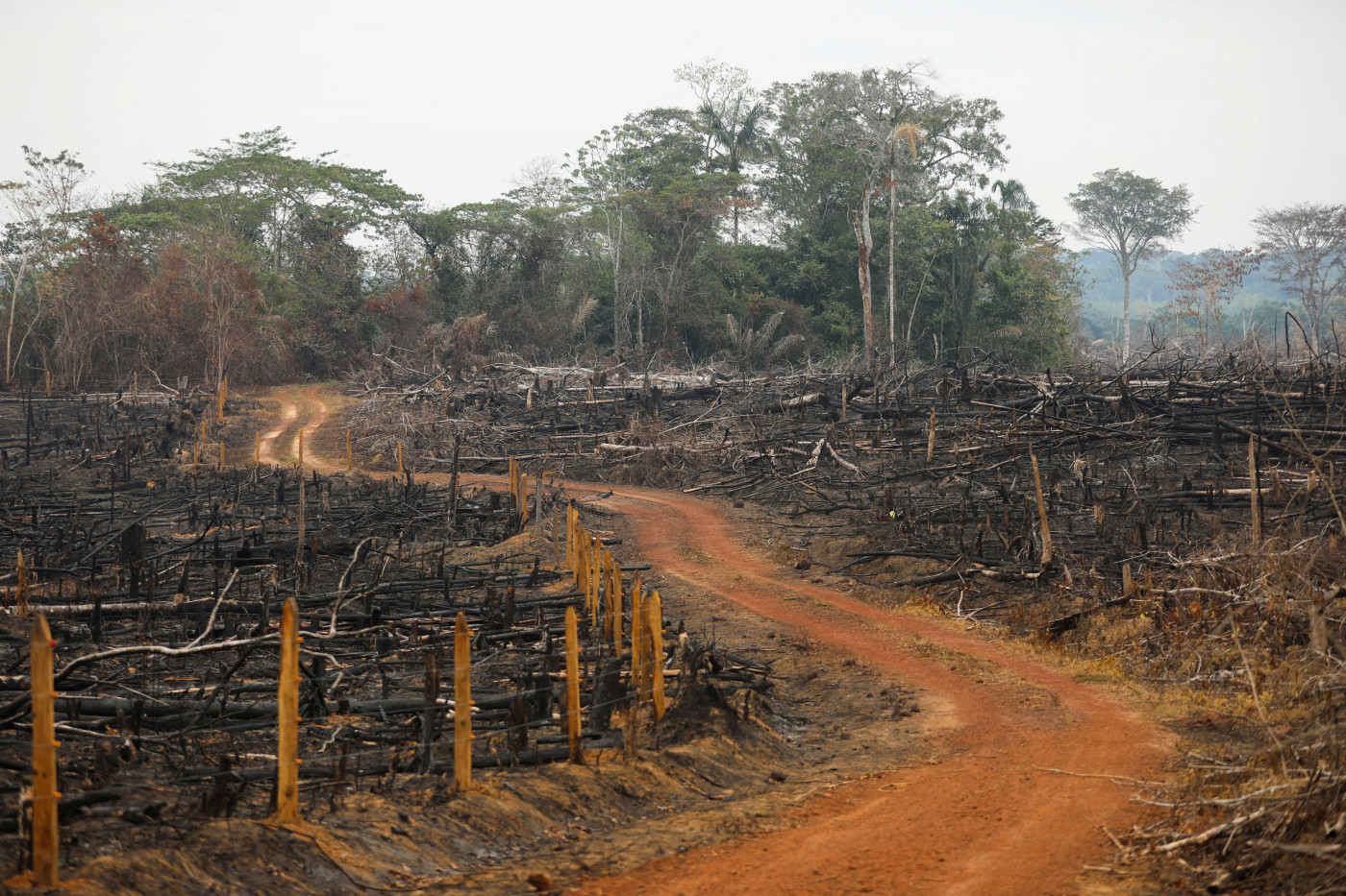 Colombia deforestation fell to historic low last year