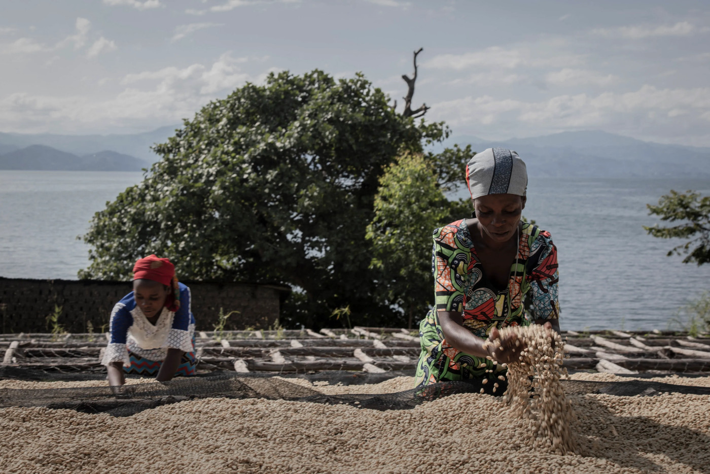 In DRC’s Ituri, women coffee farmers wrestle with an uncertain future